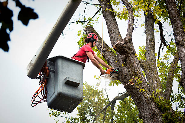 How Our Tree Care Process Works  in Pinebluff, NC